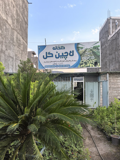 گلخانه لاچین گل