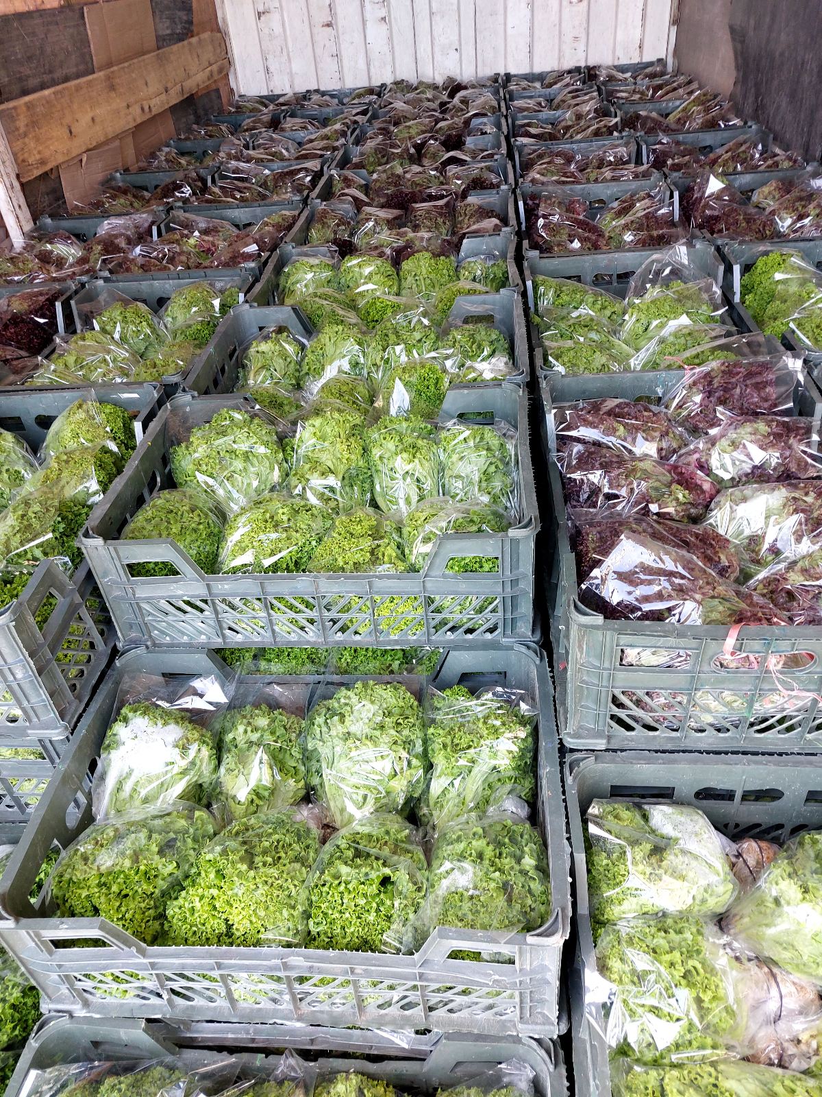 گلخانه هیدروپونیک شیرعلی حیدری
