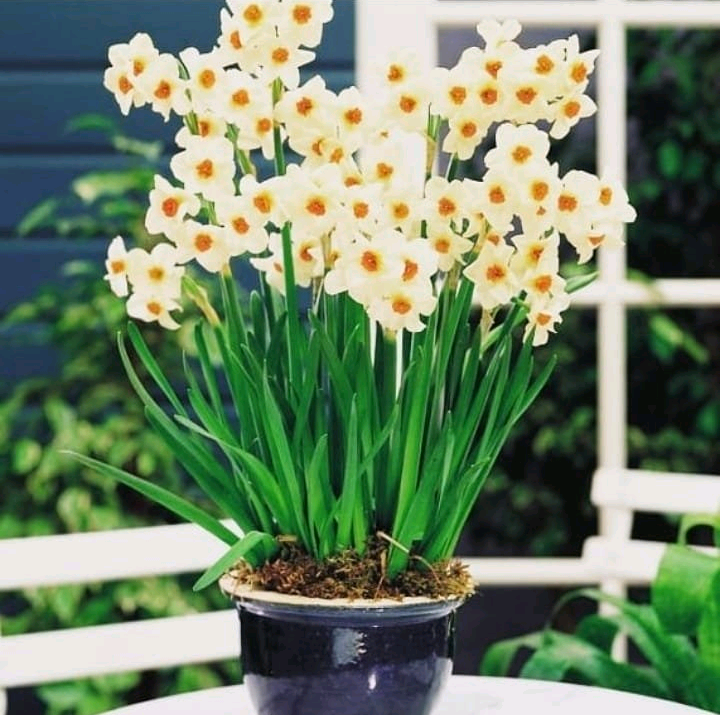 گلفروشی نرگس شیراز